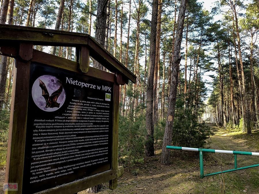 Nietoperze są wszędzie
