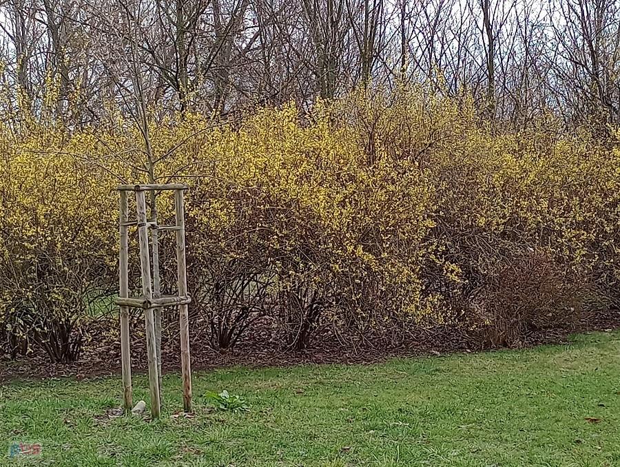 Kwitnące forsycje