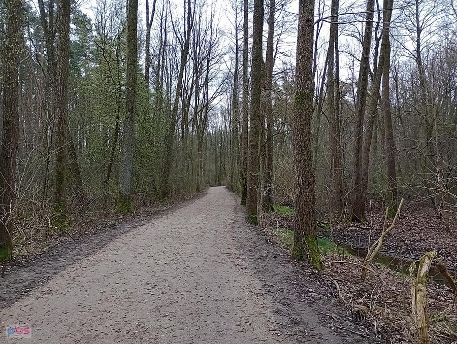 Ładna szutrowa droga przez leśne mokradła