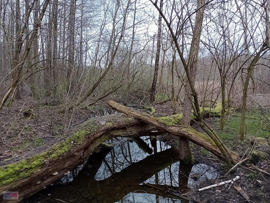 Powalony pień nad wodą w rezerwacie Łosiowe Błota