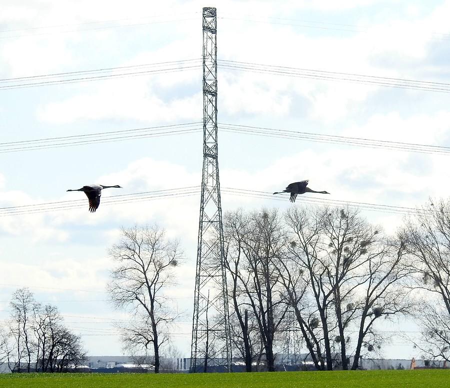 Żurawie słupem podzielone