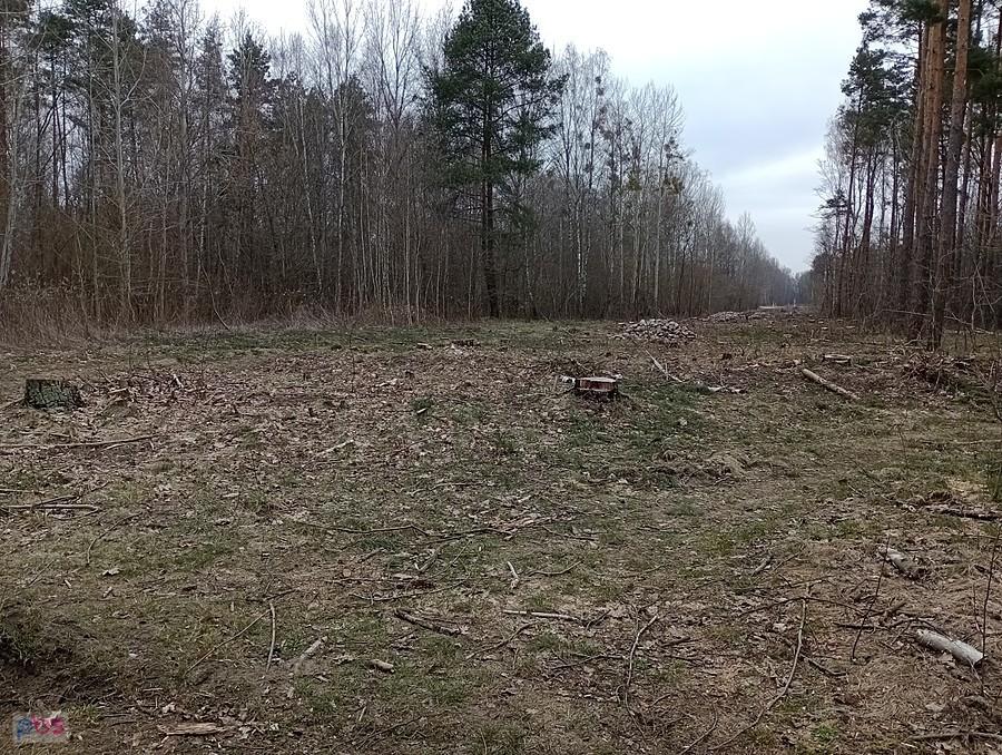 Wzdłuż toru też wyrąbali kawał lasu