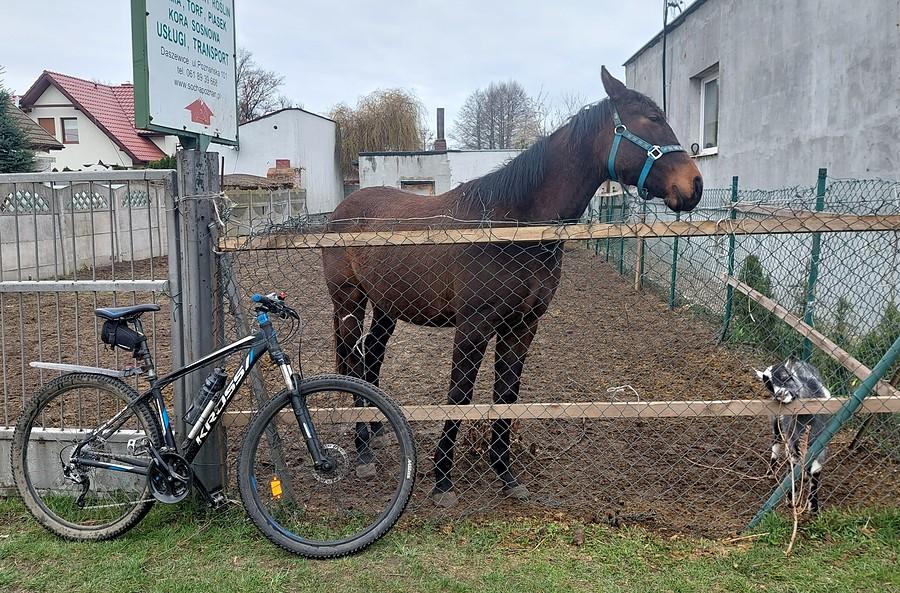 Ulubiony konik ma towarzystwo