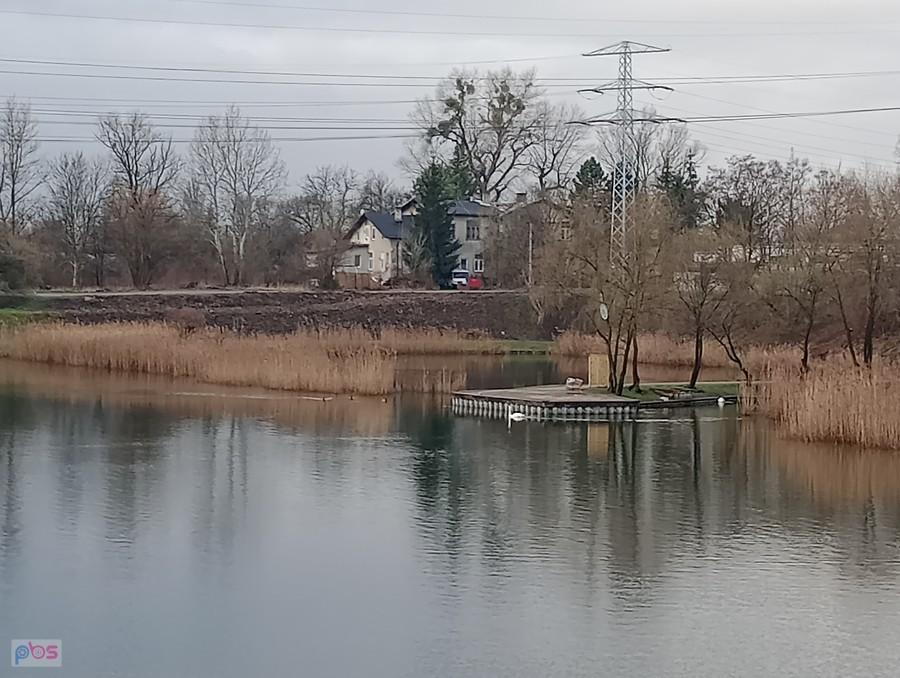 Zamiast Morsów, łabądek