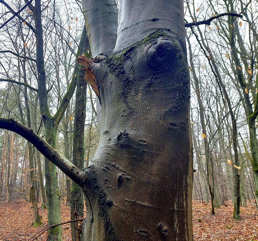 Drzewo z twarzą