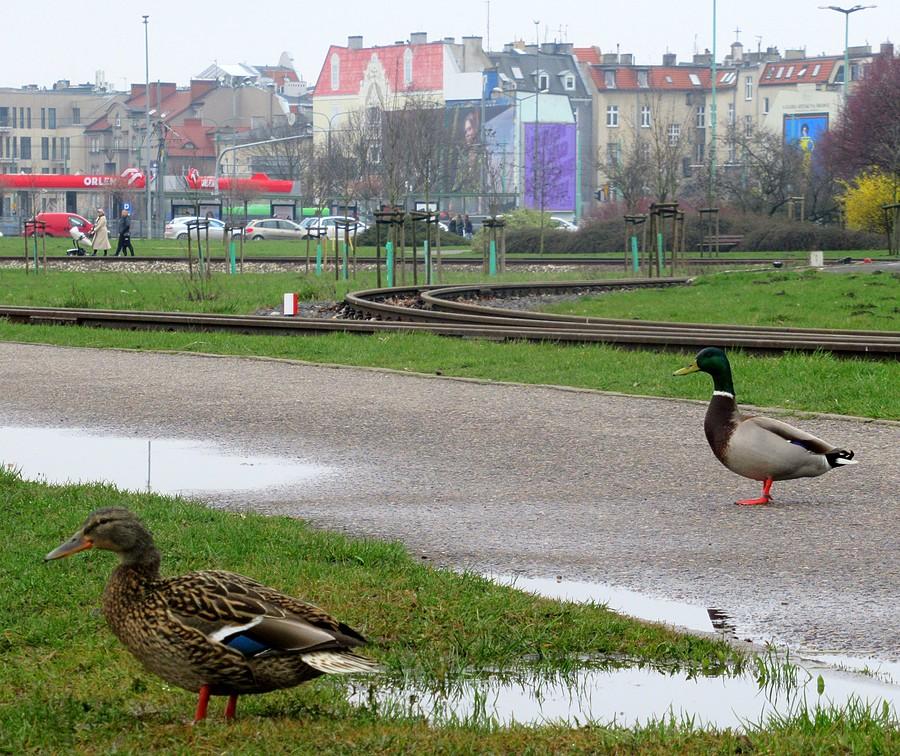Kaczki z poznańskiej Malty