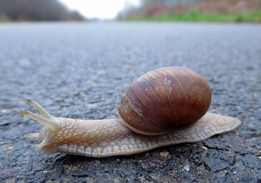 Ślimak pokonujący Wartostradę