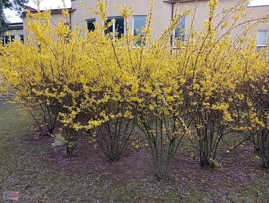 Kwitnące forsycje przy SP 150 na Boernerowie