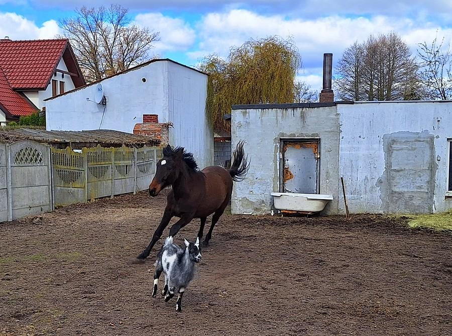 Pogoń pełną parą