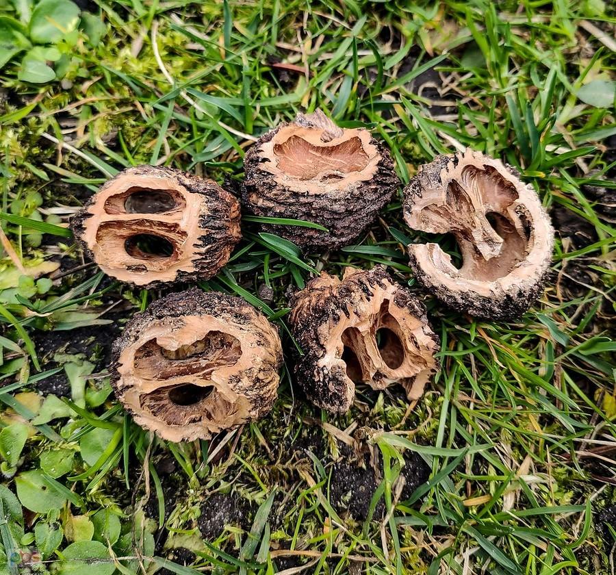 Przy tych twardych orzechach pracował sprytny ptasi chirurg