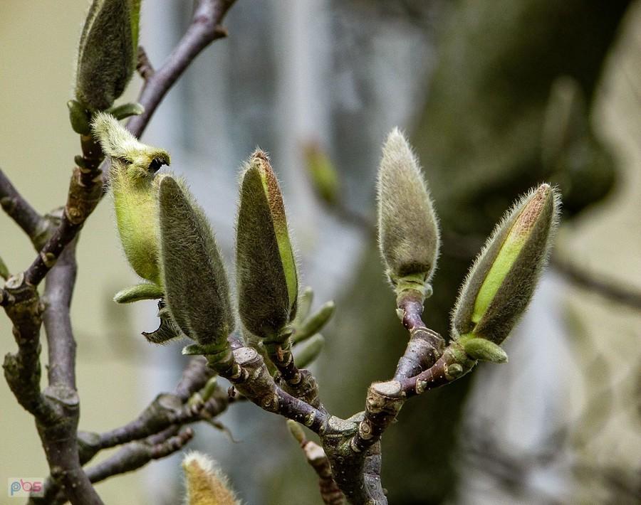 Kwiaty magnolii jeszcze w pączkach