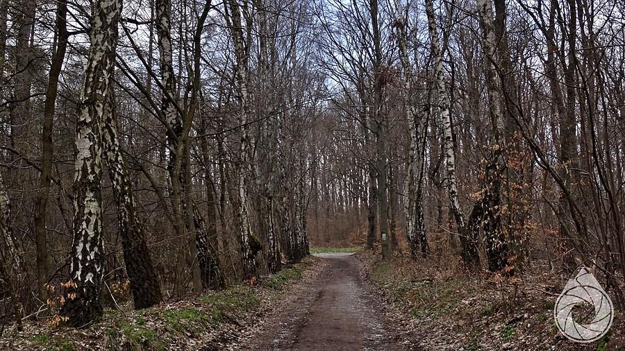 lasek nad Alpami Karniowskimi