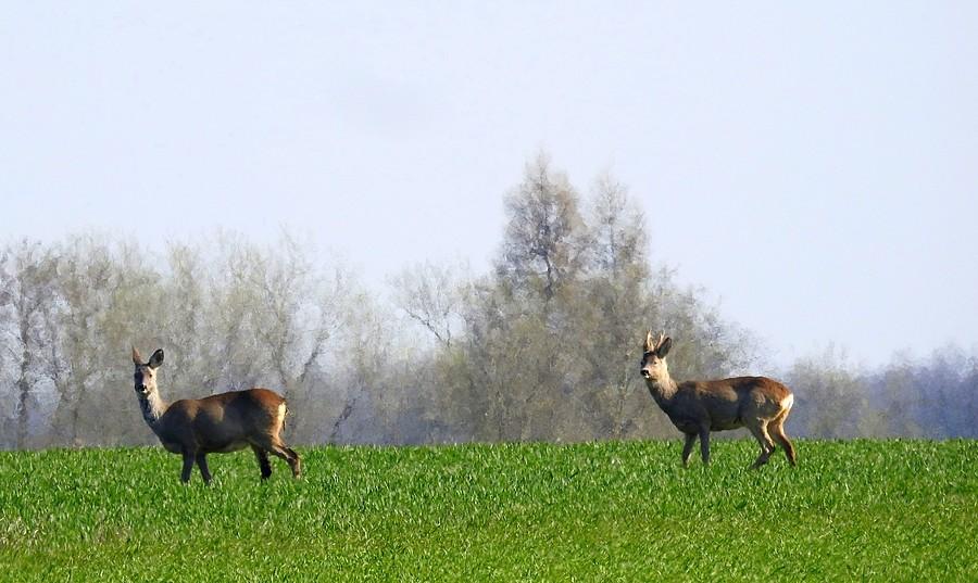 Zbliżenie na dwie sarenki