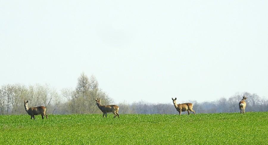 Cztery sarenki zasłaniają horyzont