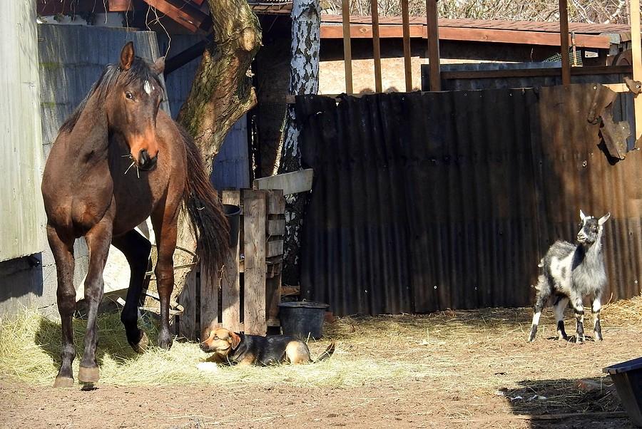 Godne trio: konik, piesek i koziołek