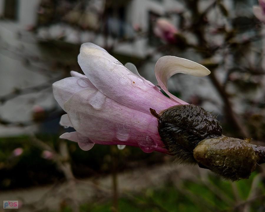 Deszczowa magnolia