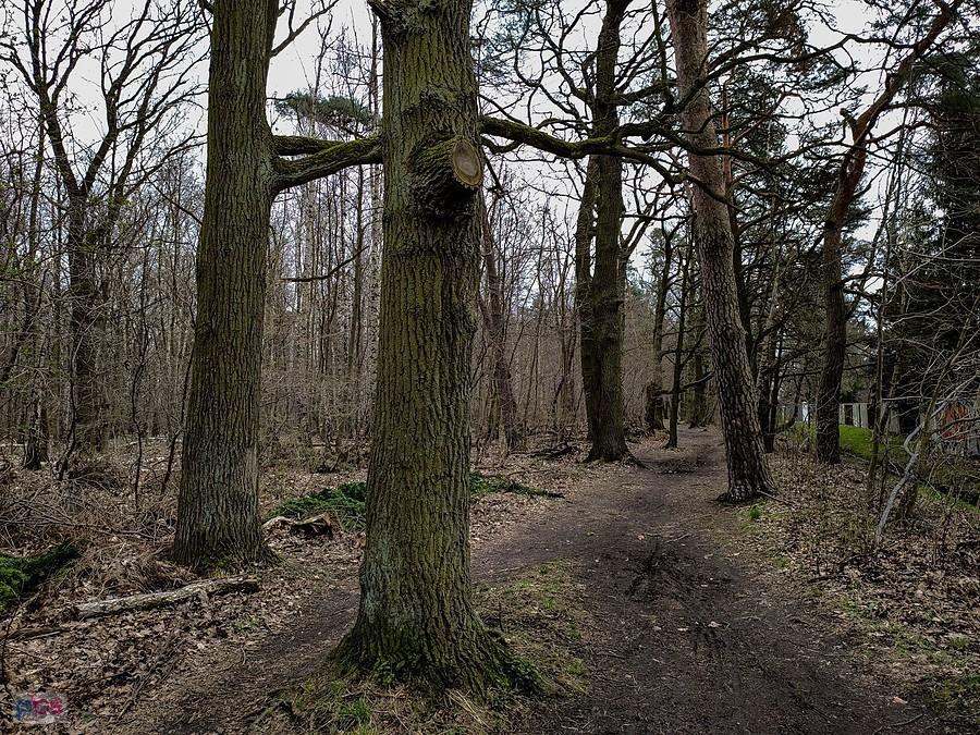 Ta część Lasu Kabackiego to Las Pyrski