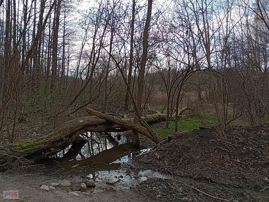Rezerwat Łosiowe błota