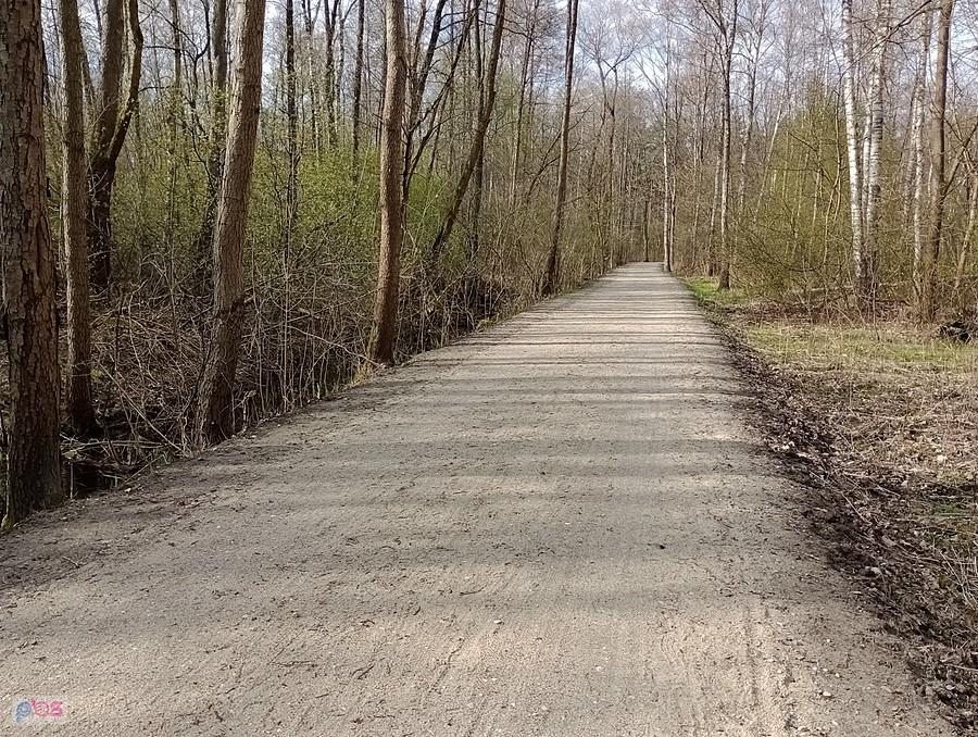 Piękna leśna droga, również dla rowerów