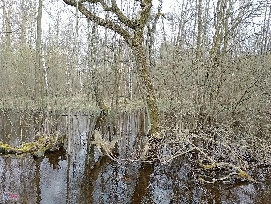 Podmokły teren