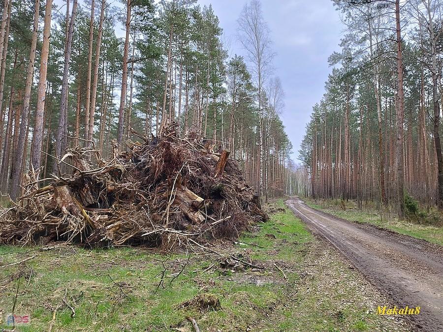 Mniej błotnisty kawałek przed Siewierzem
