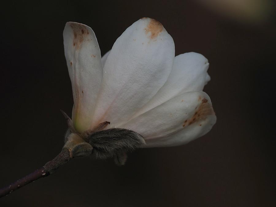 Kwiat Magnolii