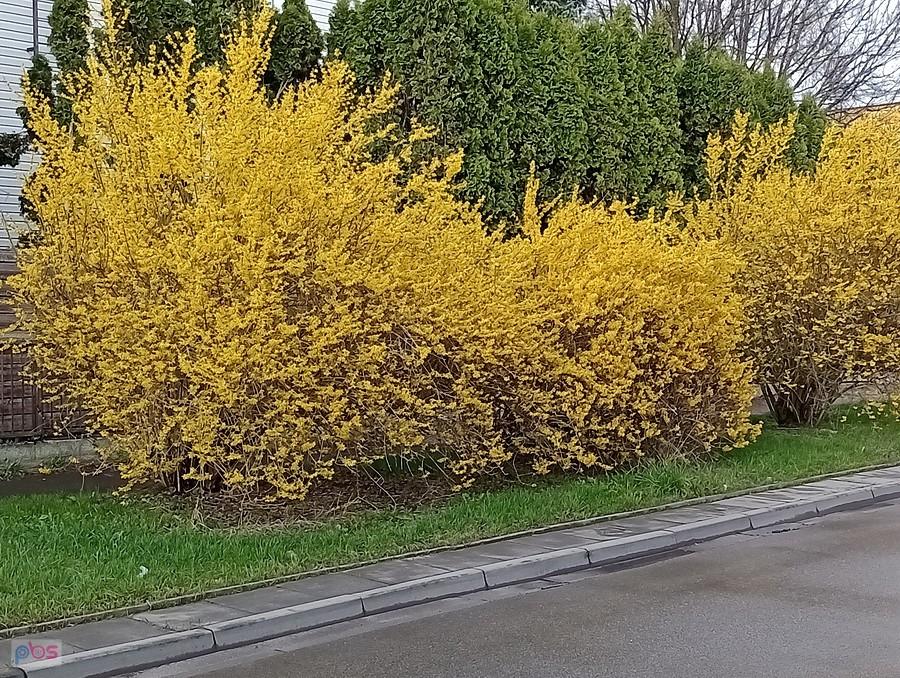 Forsycje