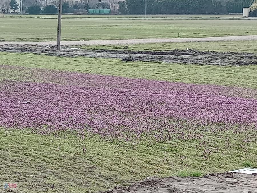 Kwitnąca łąka