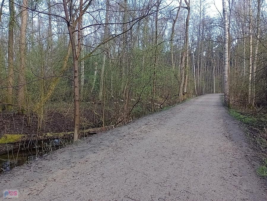 Leśna droga przez rezerwat Łosiowe błota