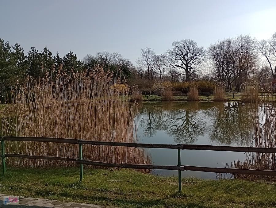 Staw w Borzęcinie