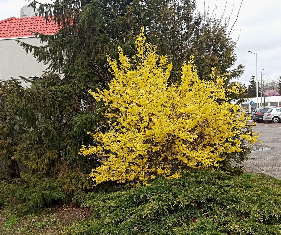 Kwitnąca forsycja w pobliżu.