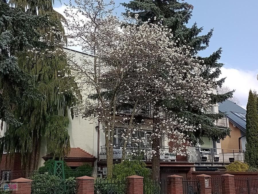 Już zakwitła pierwsza magnolia