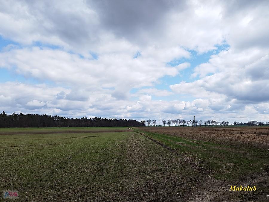 Pola koło Świbia