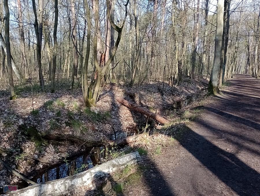 Ścieżka w lesie przy rowie wodnym