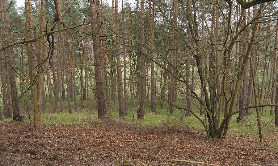 Widok z Pz. W. 859 łąka nad Obrą i kanałem fortecznym