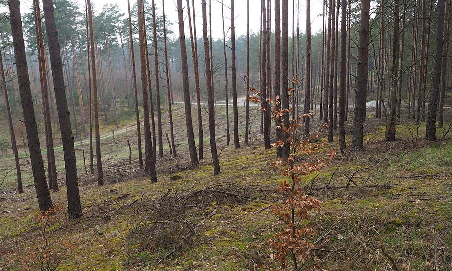 Widok z Pz. W. 859 drogi do Osiecka i Starego Dworku