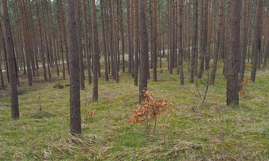 Widok z Pz. W. 859 drogi do Trzebiszewa i Skwierzyny
