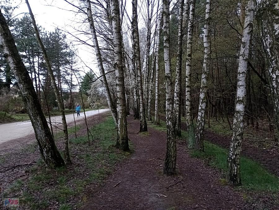 Slalom miedzy brzózkami
