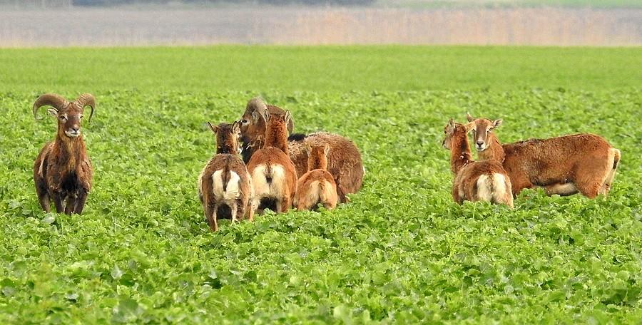 Muflony zastanawiają się co robić