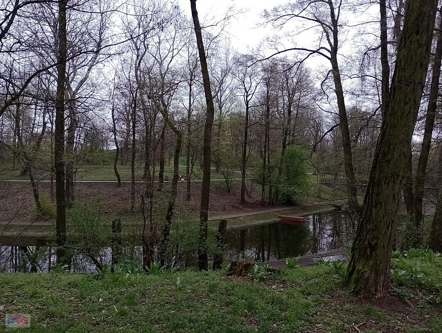 Fosa w parku