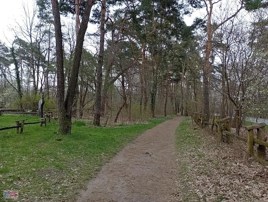 Ścieżka w lesie