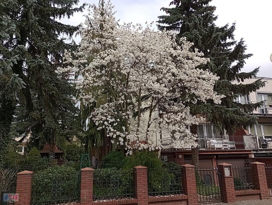 Magnolia na Grotach