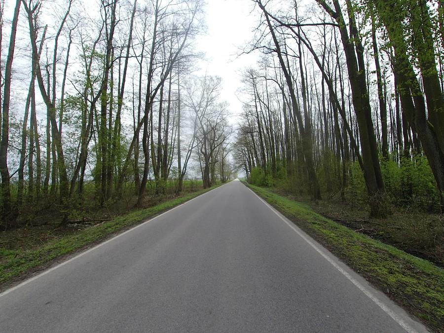 Rezerwat Olszyna Łyczyńska w Oborach