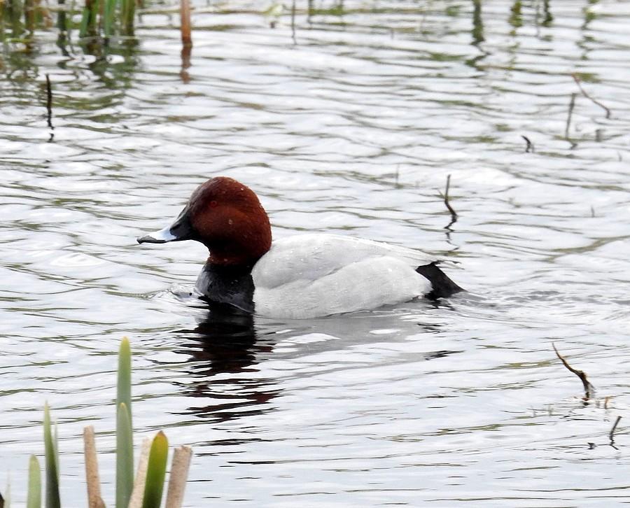 Samiec głowienki