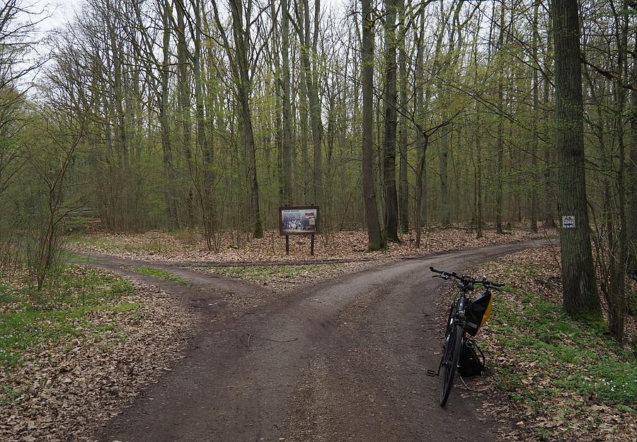 Puszcza Rzepińska pomału się zieleni