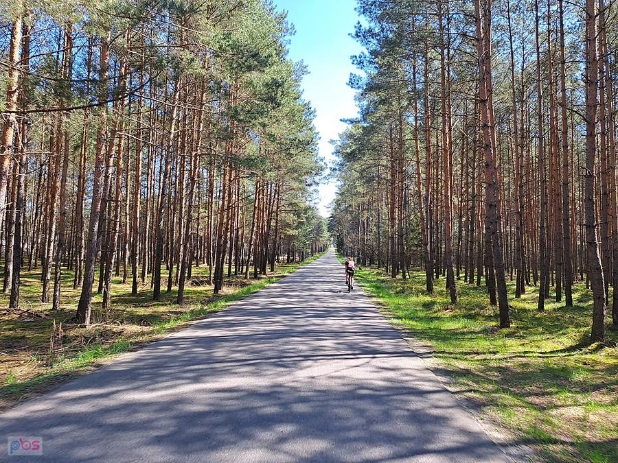 Droga w lesie sosnowym z rowerzystą