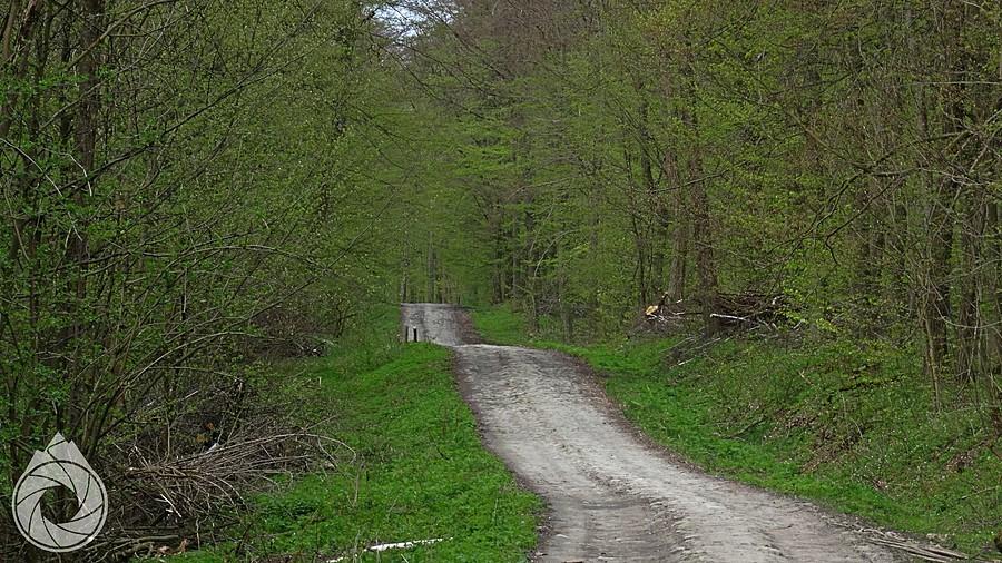 brukowo-leśna hopka przez Las Pańska Dolina