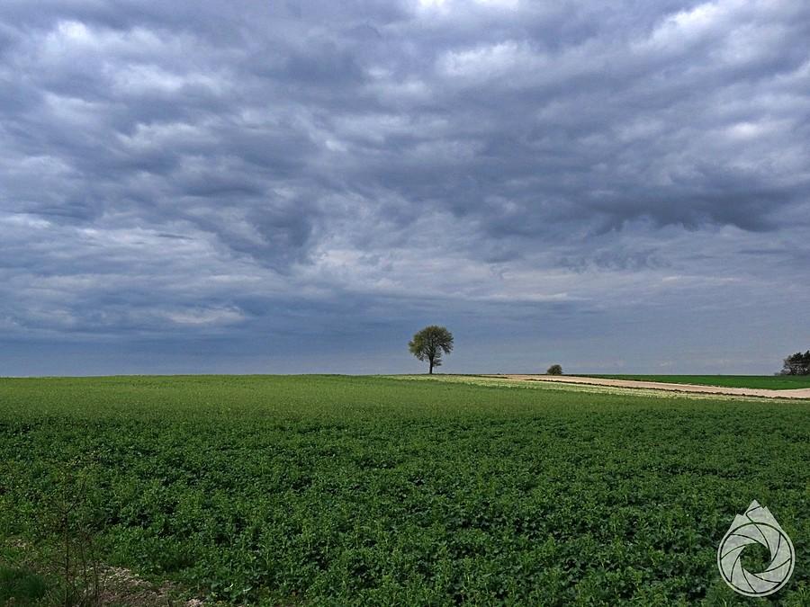 samotne drzewo nad Zamojszczyzną