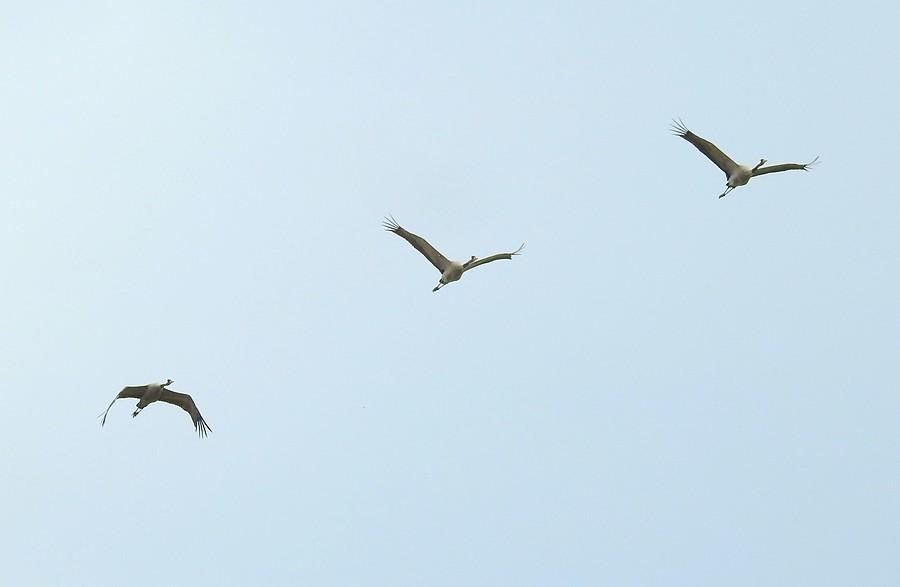 Żurawie nad głową