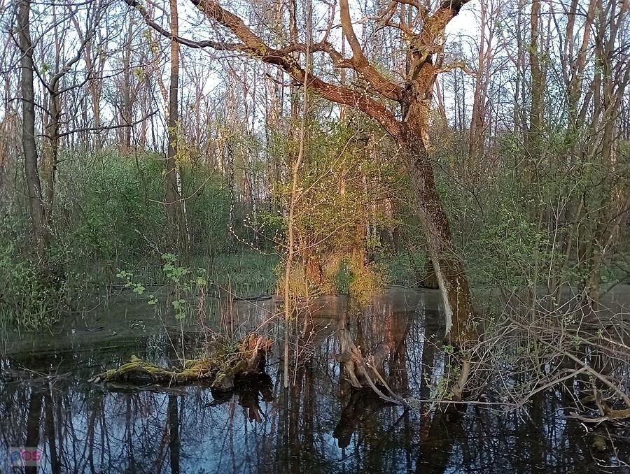 Mokradła